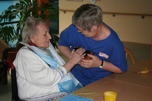 Meerschweinchen - sehr beliebt